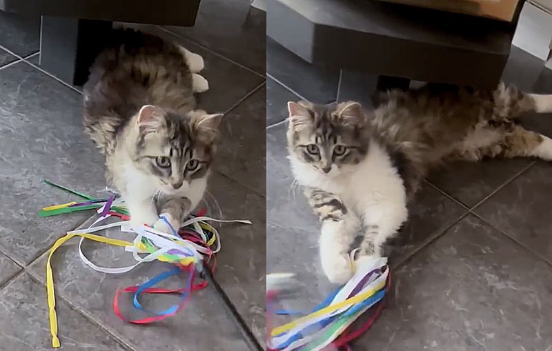 playful kitten toy