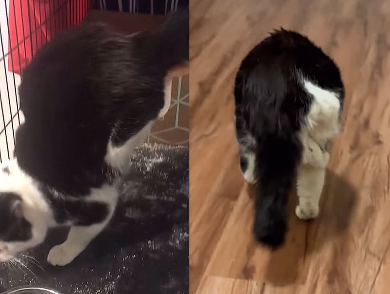 cat handstand walks