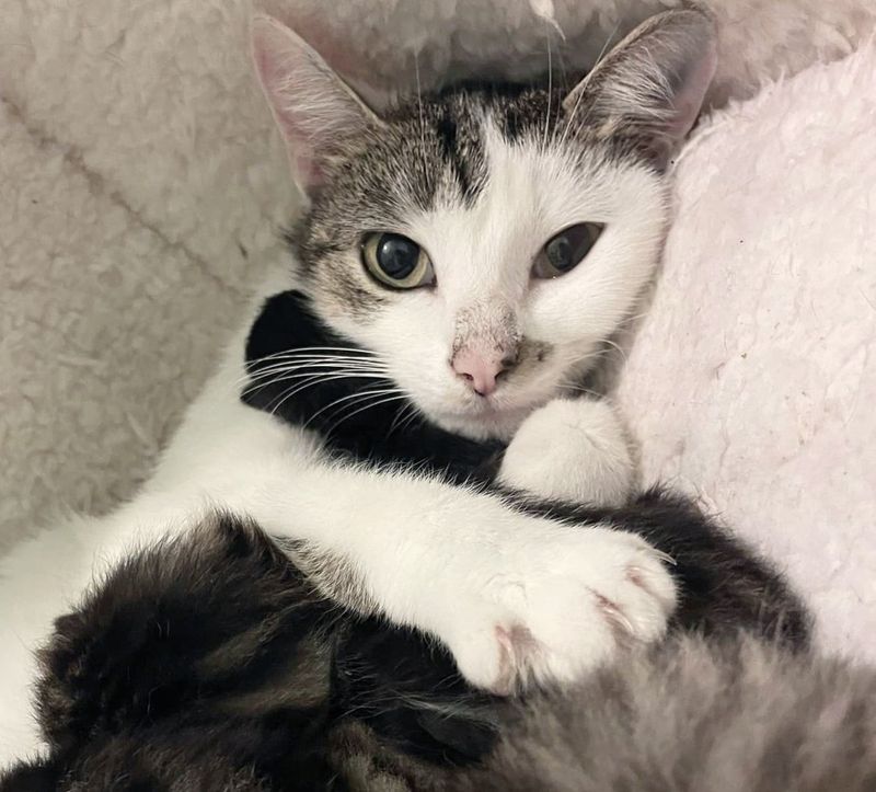 cat mother snuggling kittens