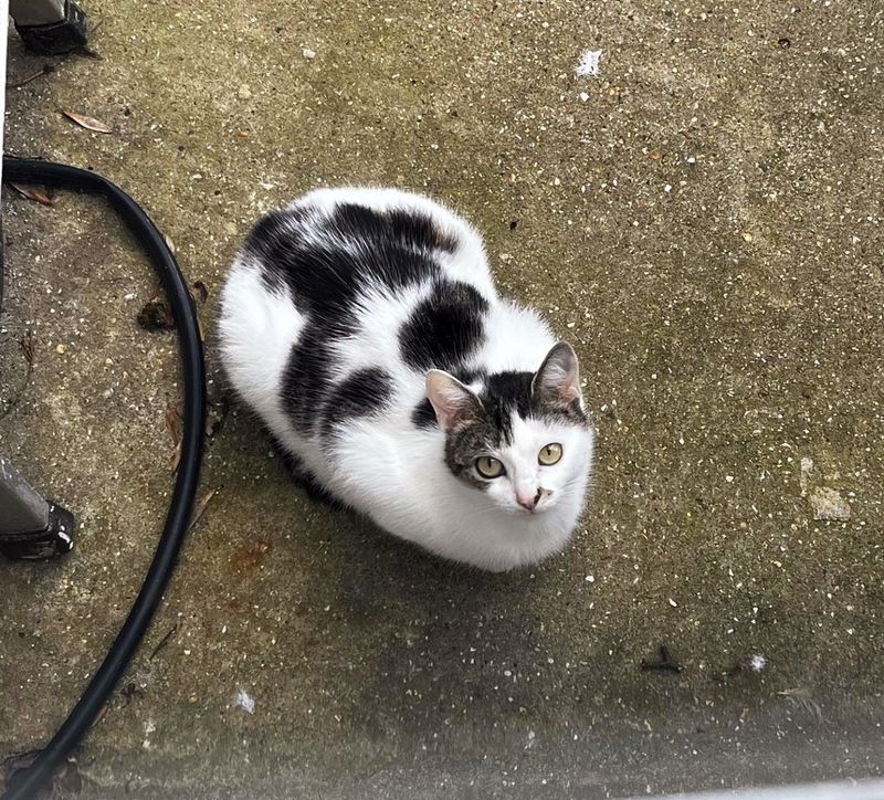 stray cat pregnant