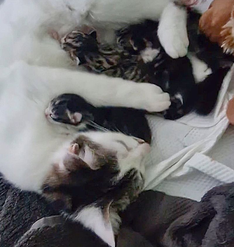 cat nursing kittens