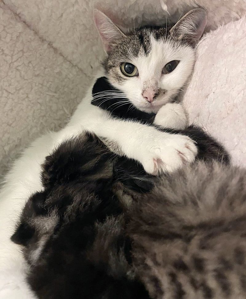 cat nursing kittens