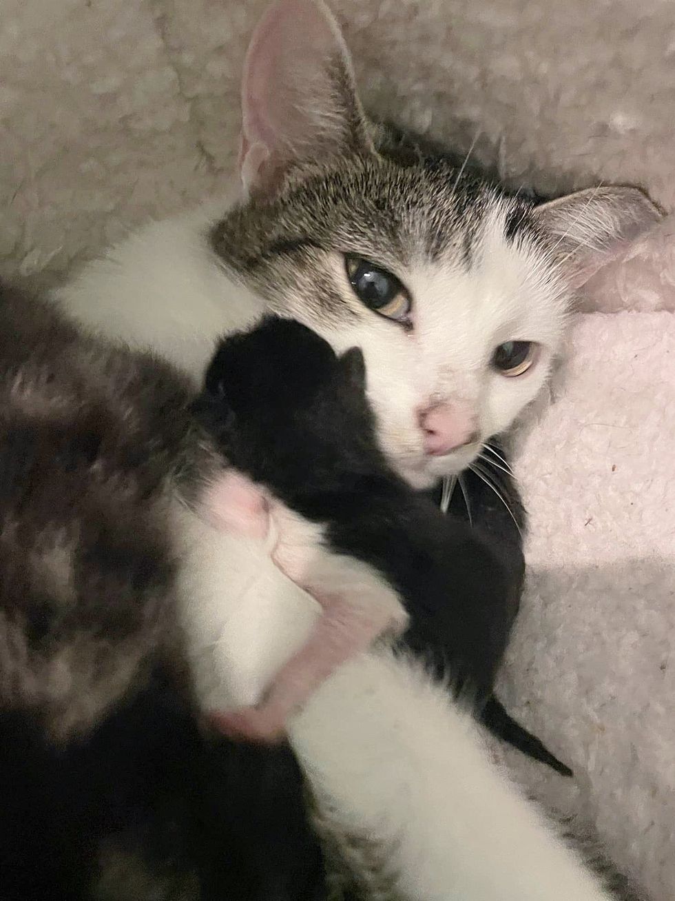 kittens snuggling cat