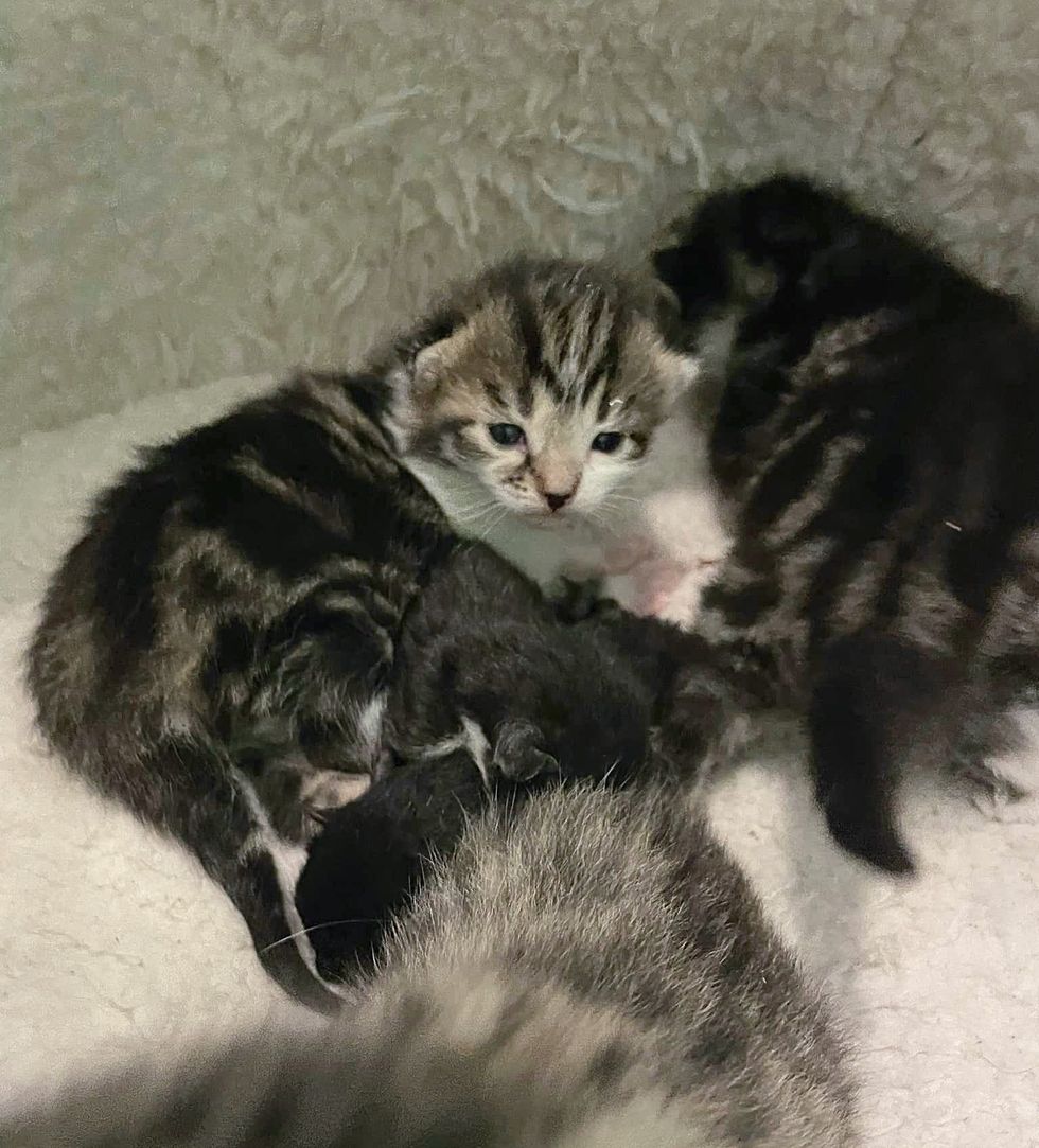kittens snuggle time