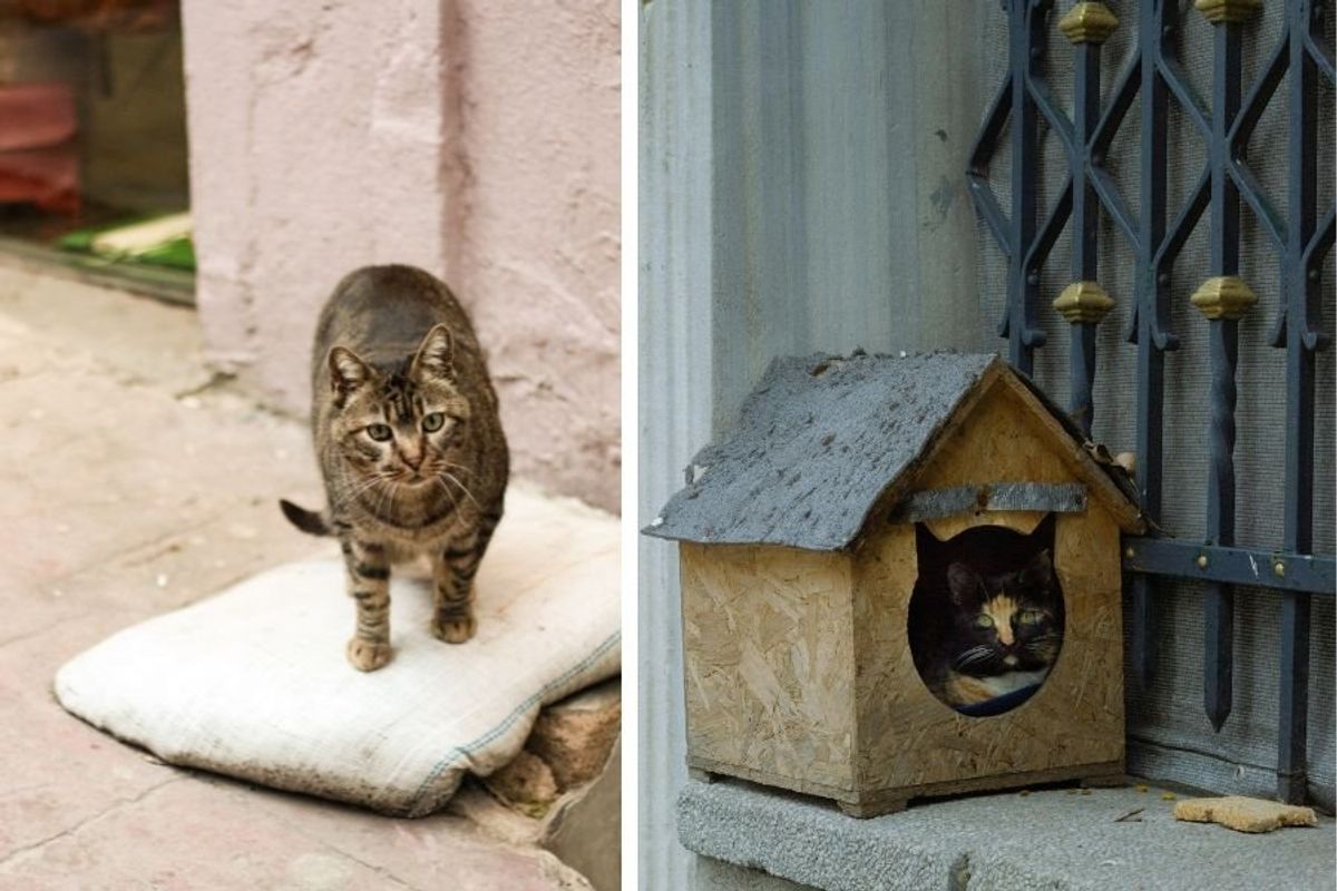 stray cat; stray cat house; stray cat village; rescue cats; cat distribution system