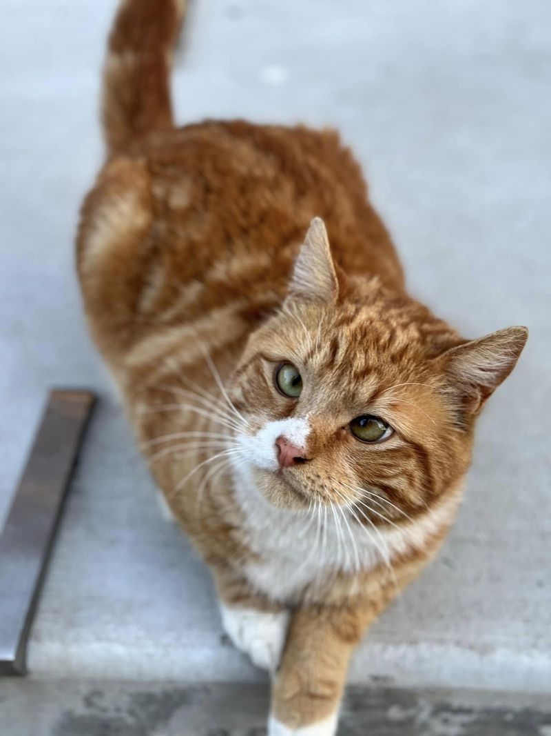 stray cat friendly cross-eyed