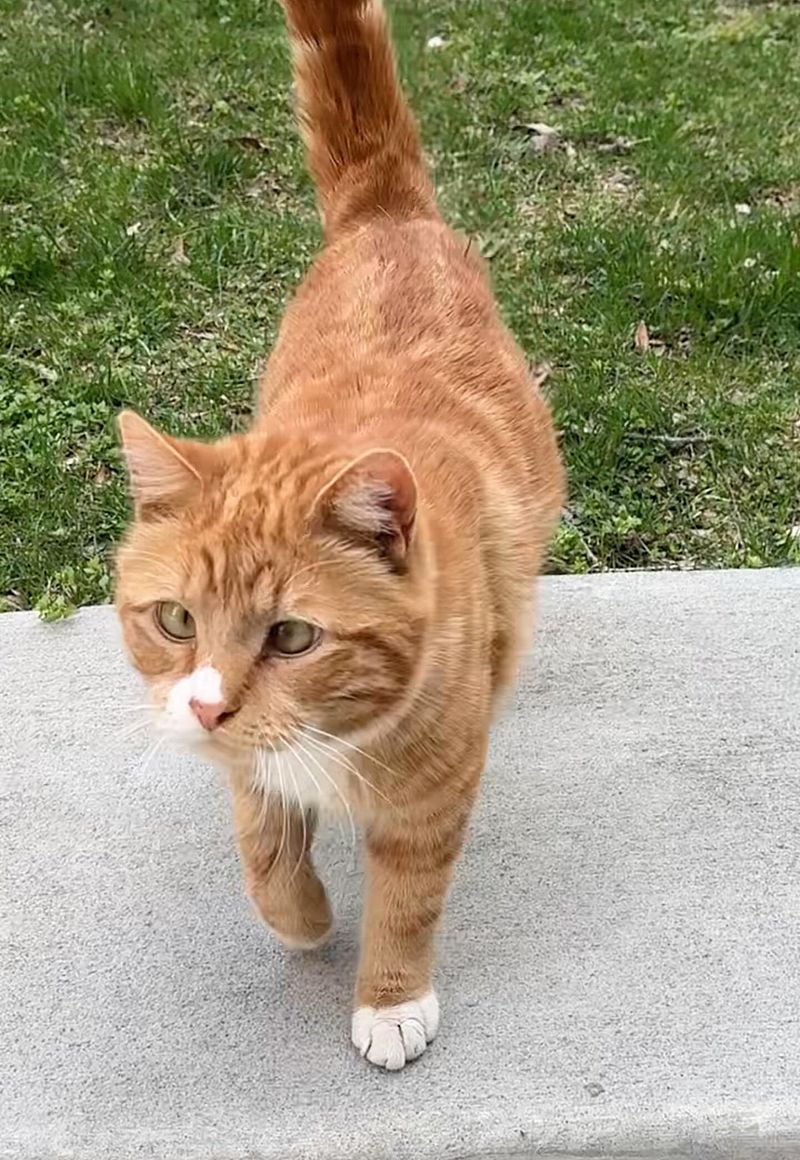 stray cat cross-eyed