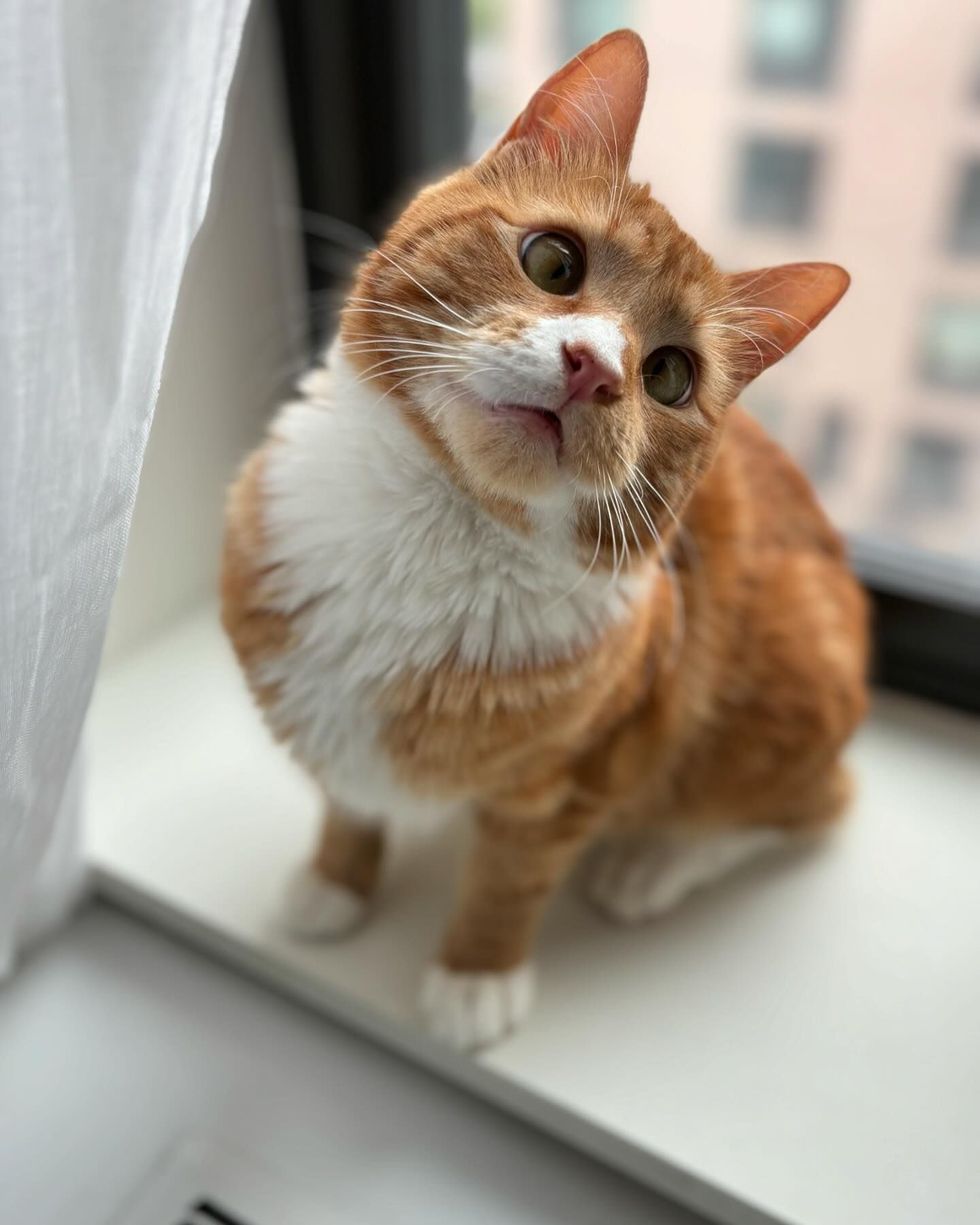 gato ventana bizco