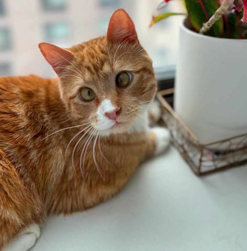 cute cat cross-eyed