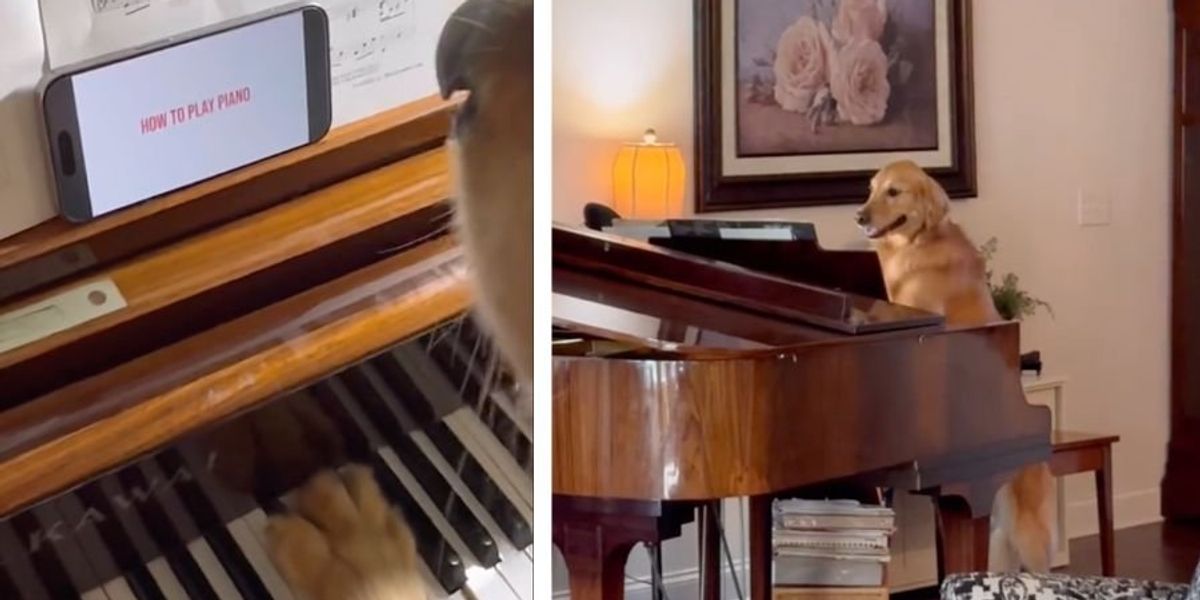 Golden Retriever learns to play piano like a pro, thanks to dad's amazing editing skills