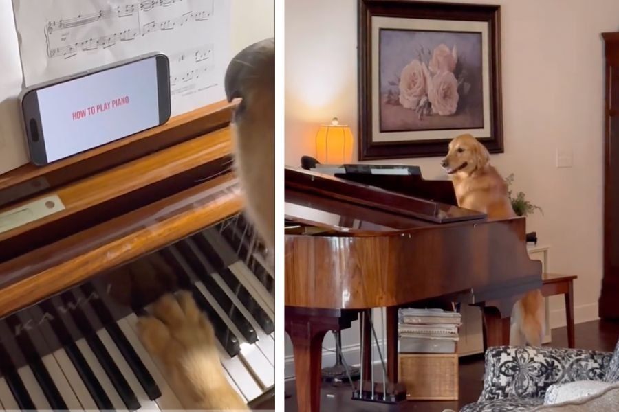 golden retriever, dog videos, piano