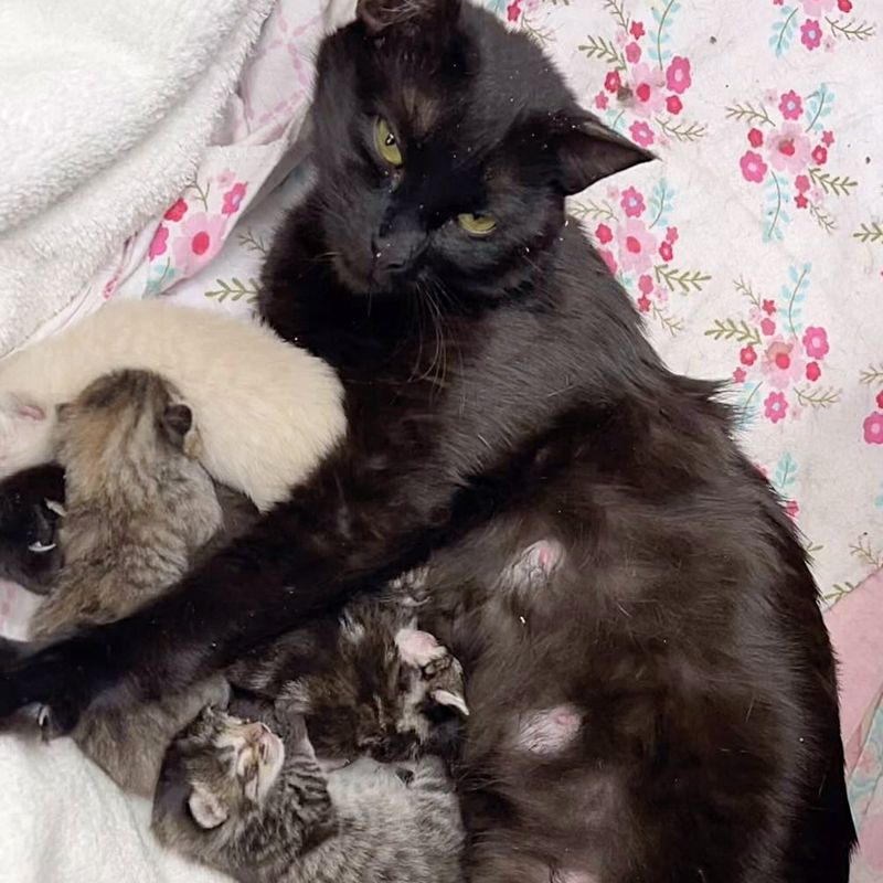 cat mom nursing kittens