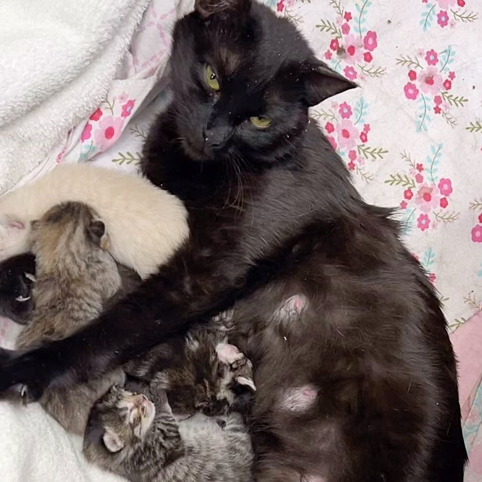 gato mamá amamantando gatitos