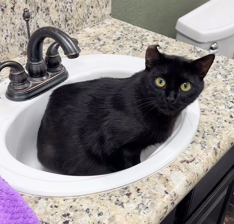 con mèo trong bồn rửa