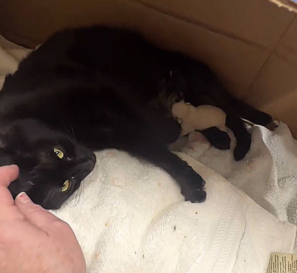 cat birth kittens