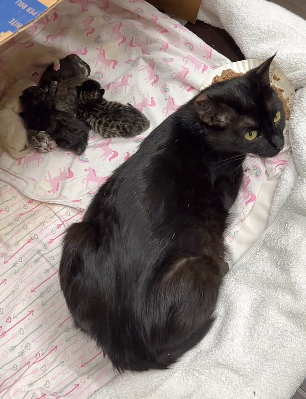kittens sleeping cat mom