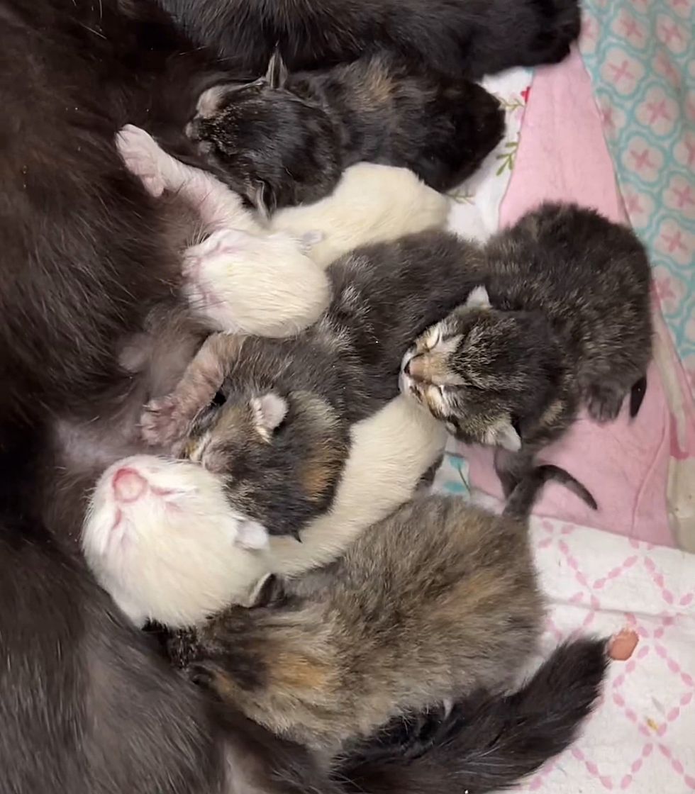 newborn kittens nursing cat