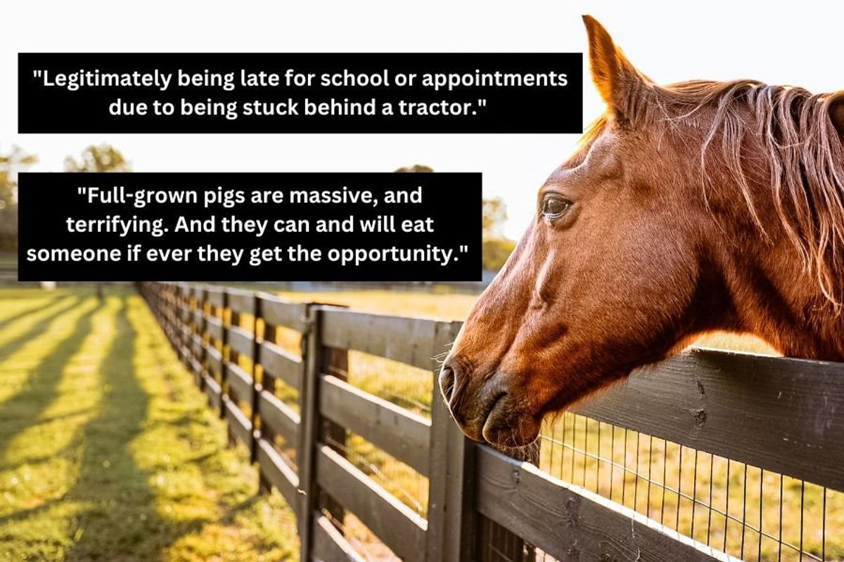 horse behind a fence on a farm