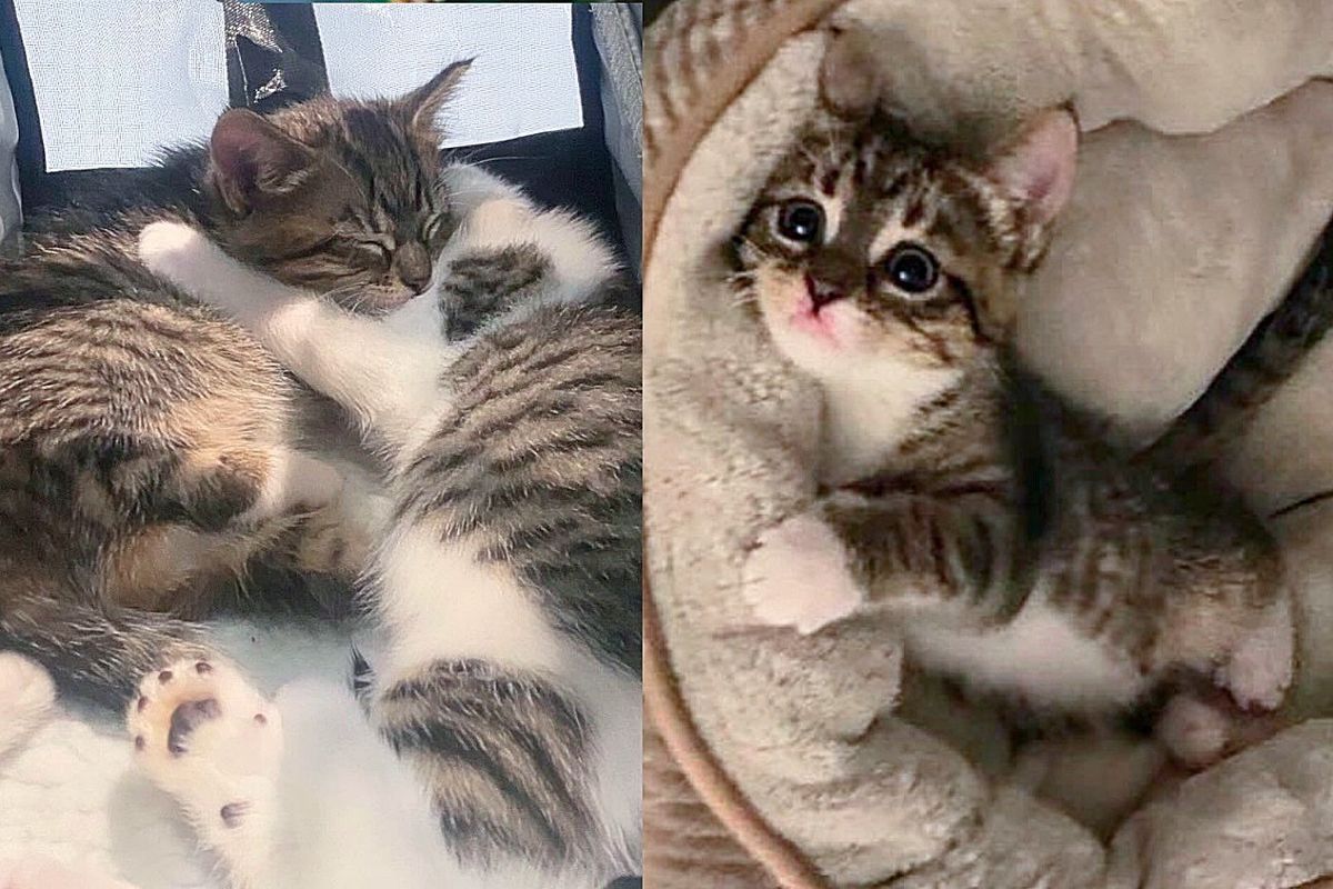 Kitten with a Shorter Leg Leads to the Rescue of Her Whole Feline Family, Helping Them Find a Better Life