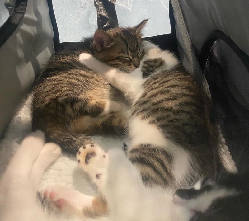 kittens cuddling sleeping