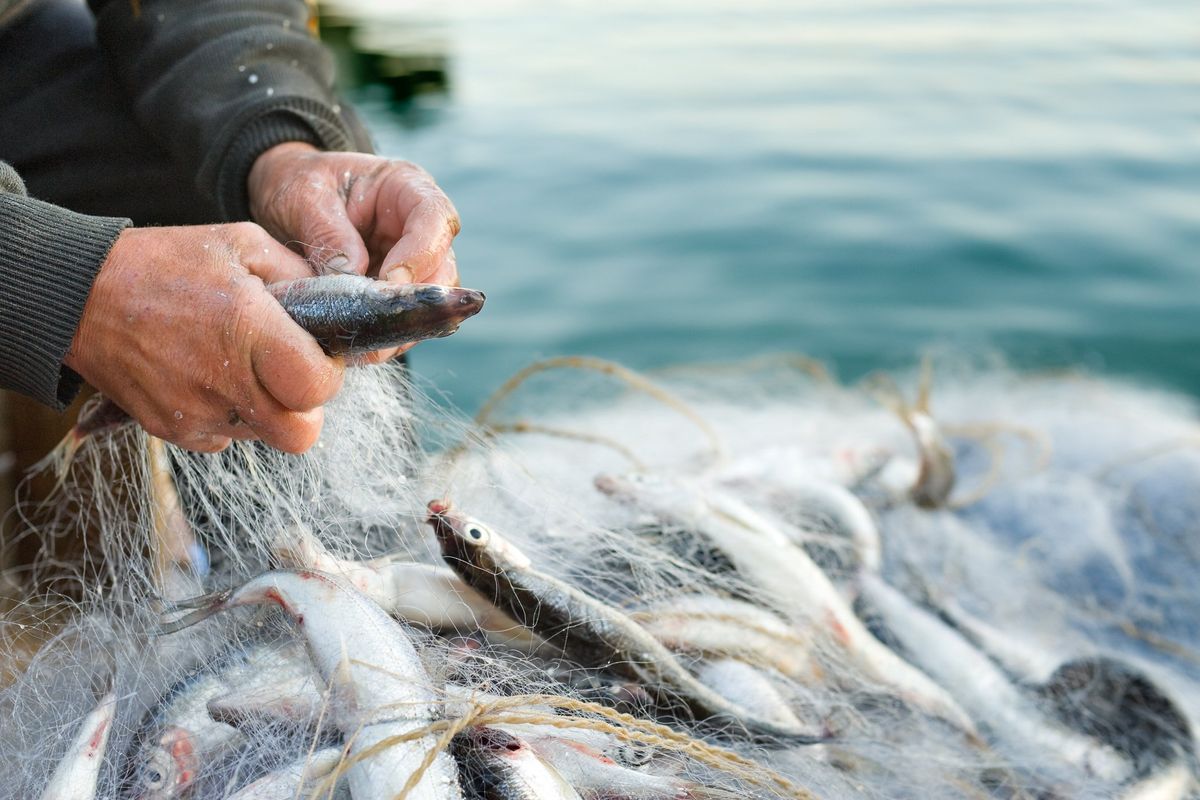 Dal pesce scartato nascono i brodetti d’Italia