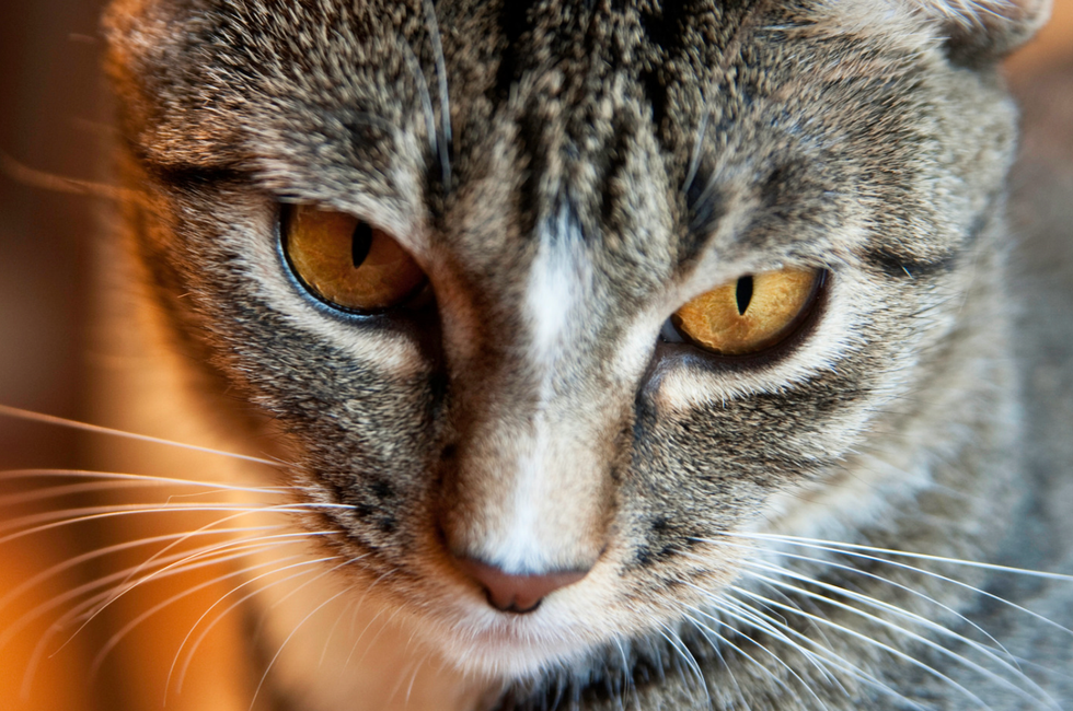 Tabby hailed an 'evil genius' thanks to diabolical scheme against sibling feline