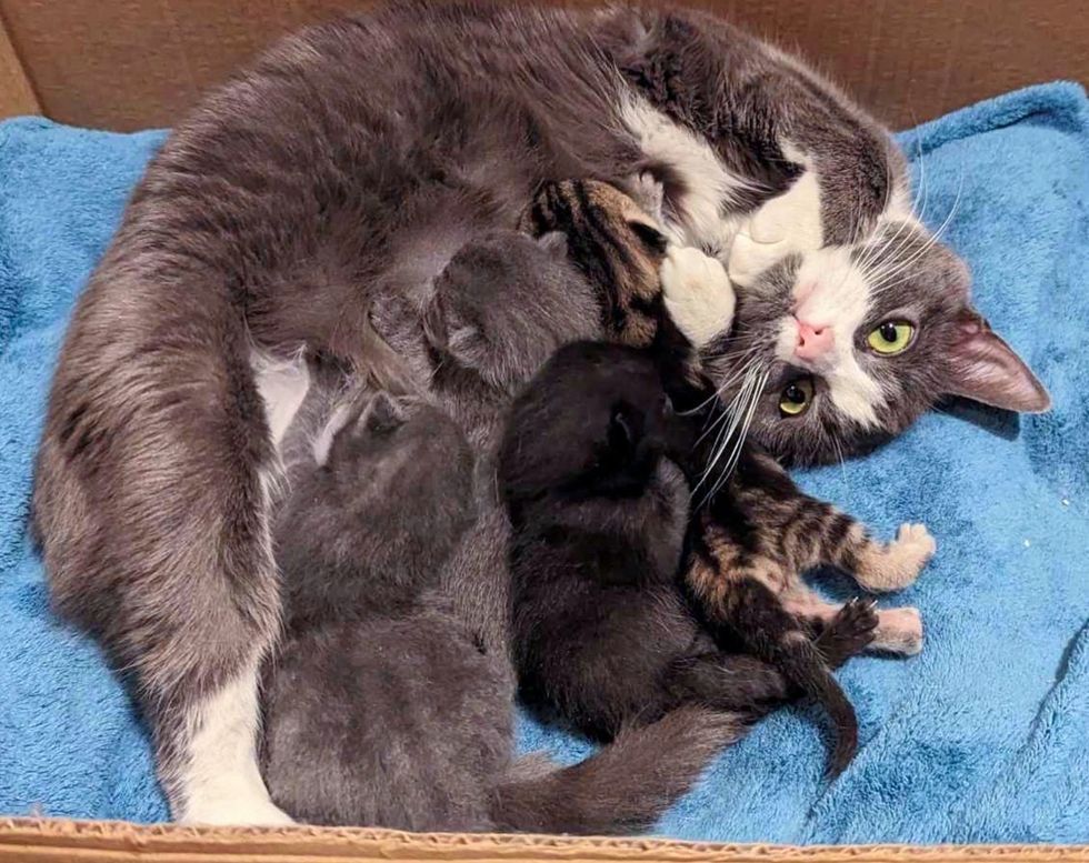 cat mother nursing kittens