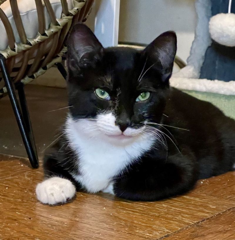 tuxedo kitten mittens