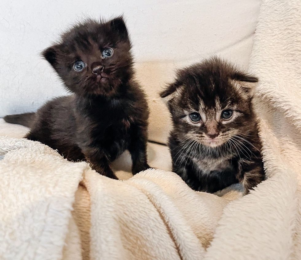 sweet kittens tabby black