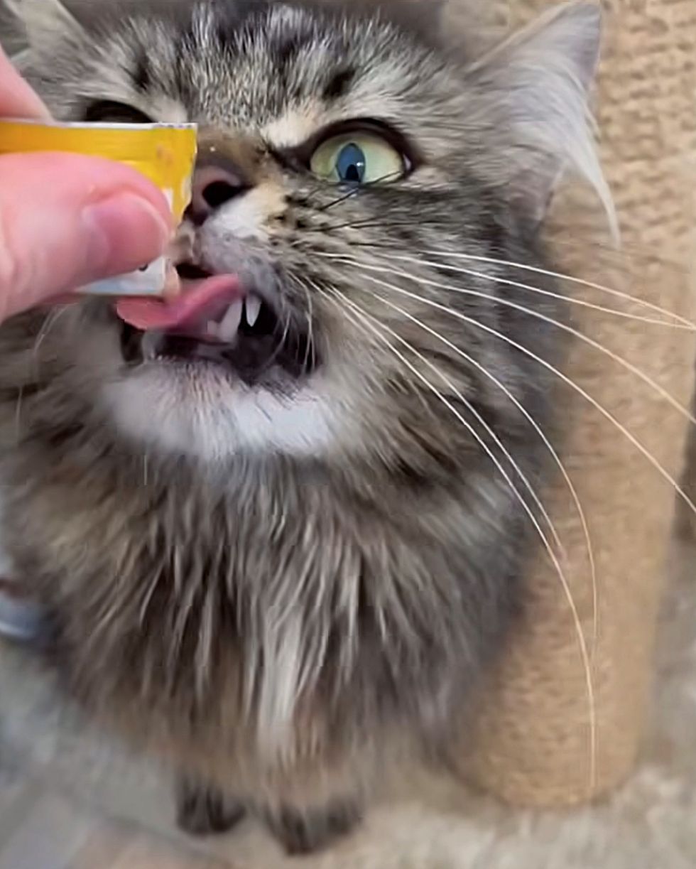 cat tasting treats