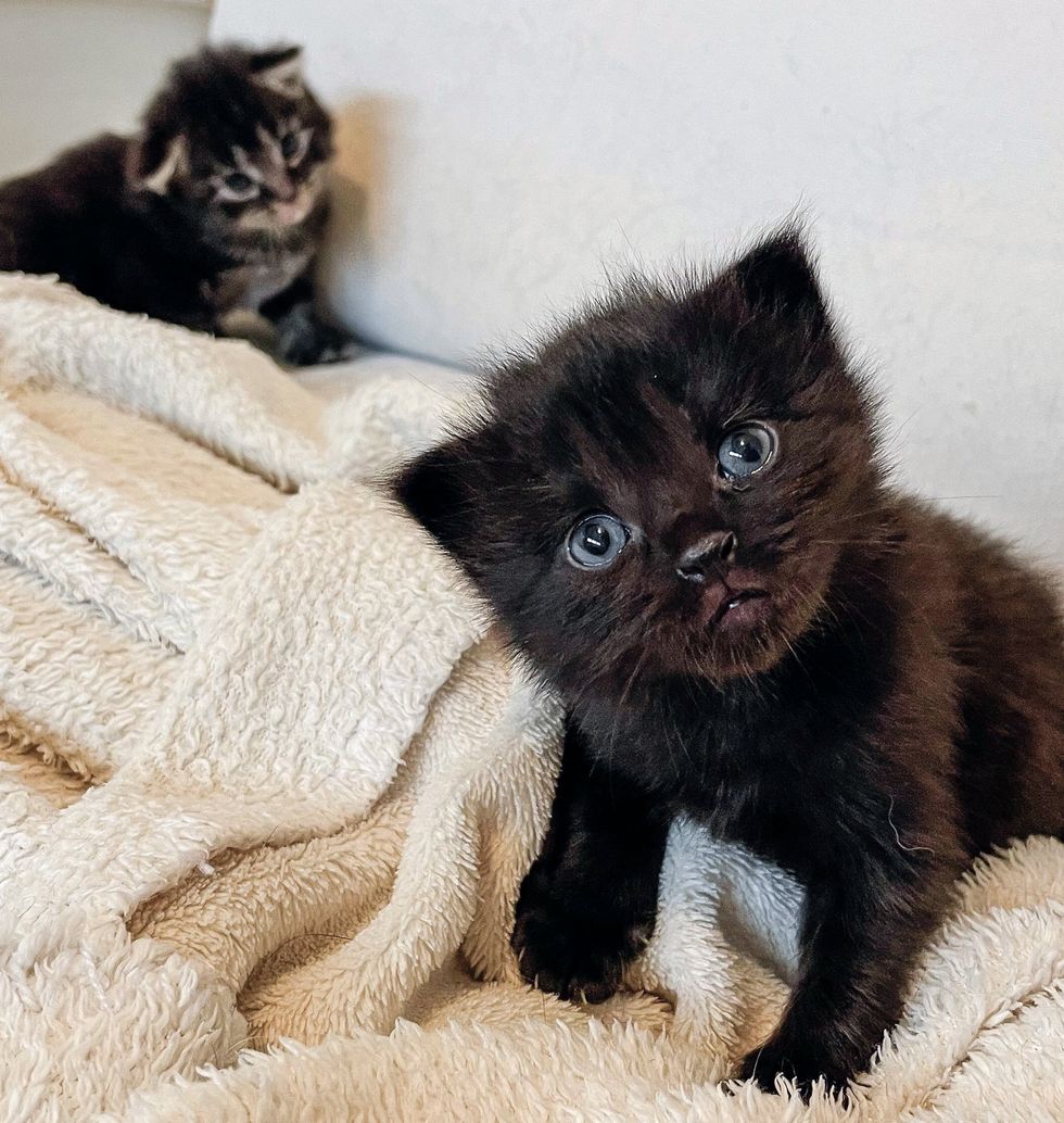 curious kittens cute