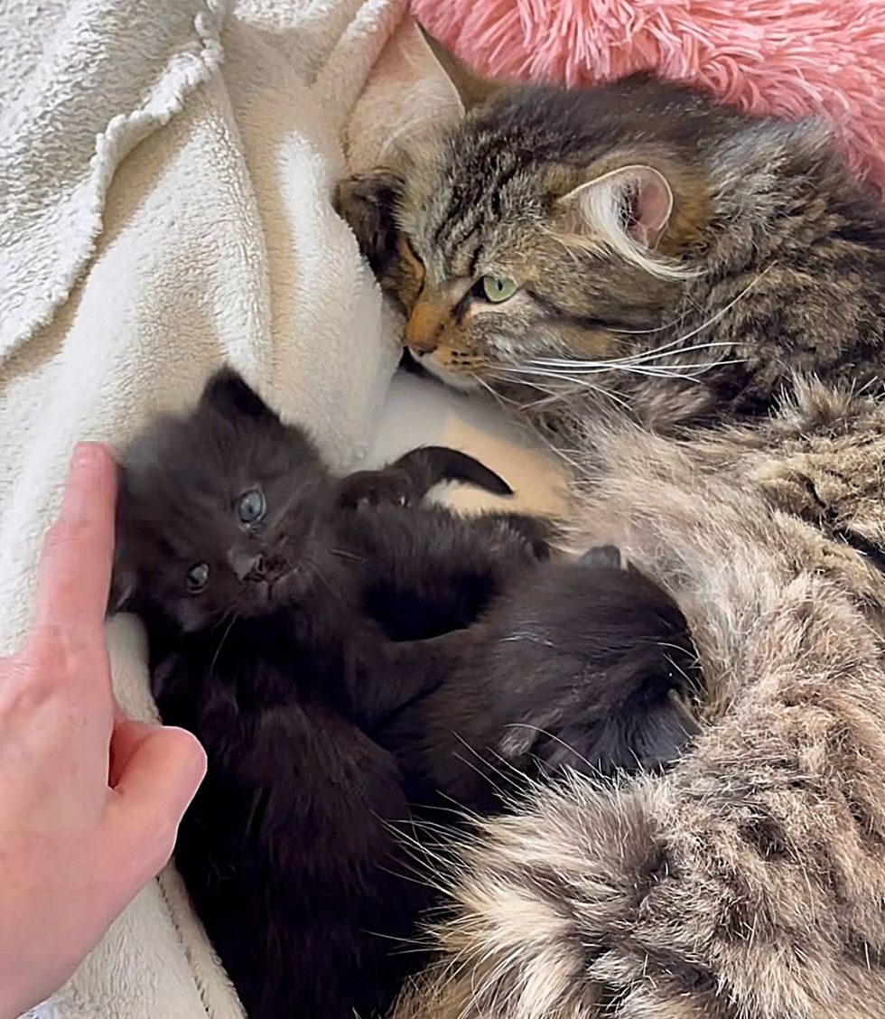 sweet cat kittens snuggles