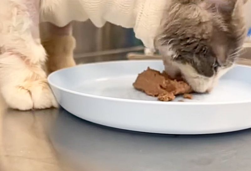 kitten eating food