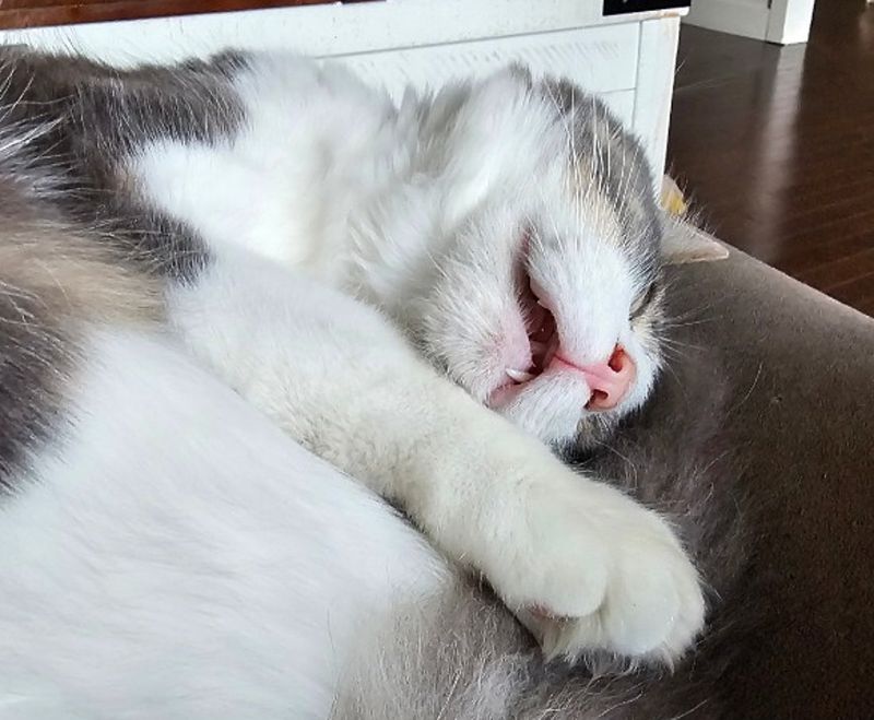 happy sleeping cat