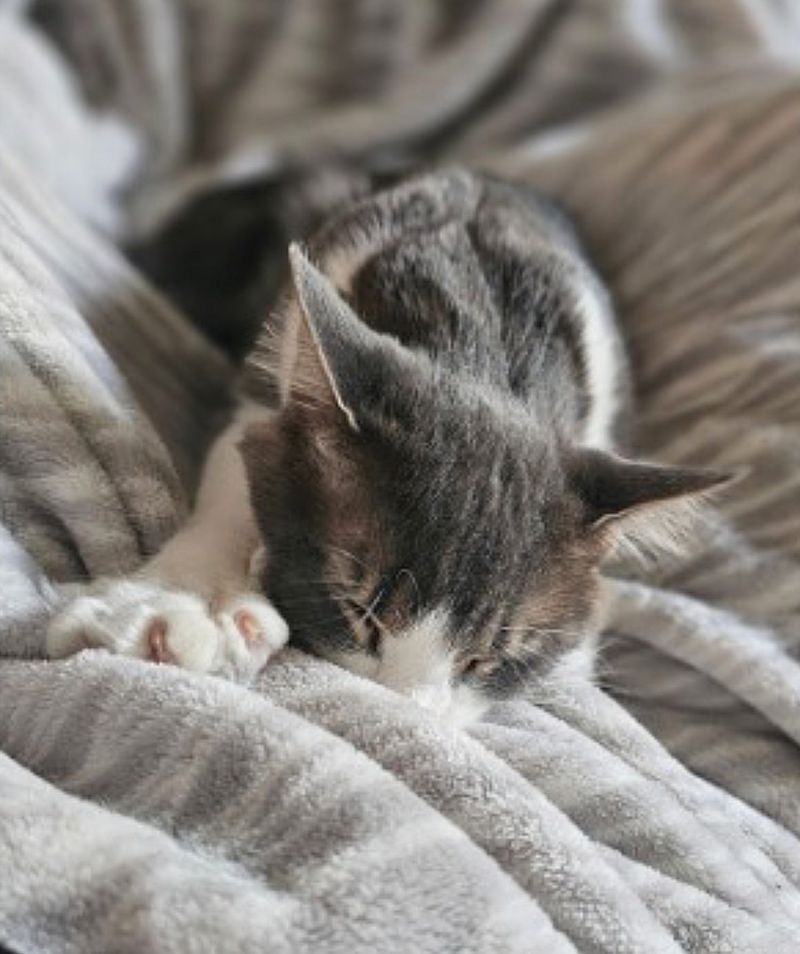 cat nursing blanket kneading