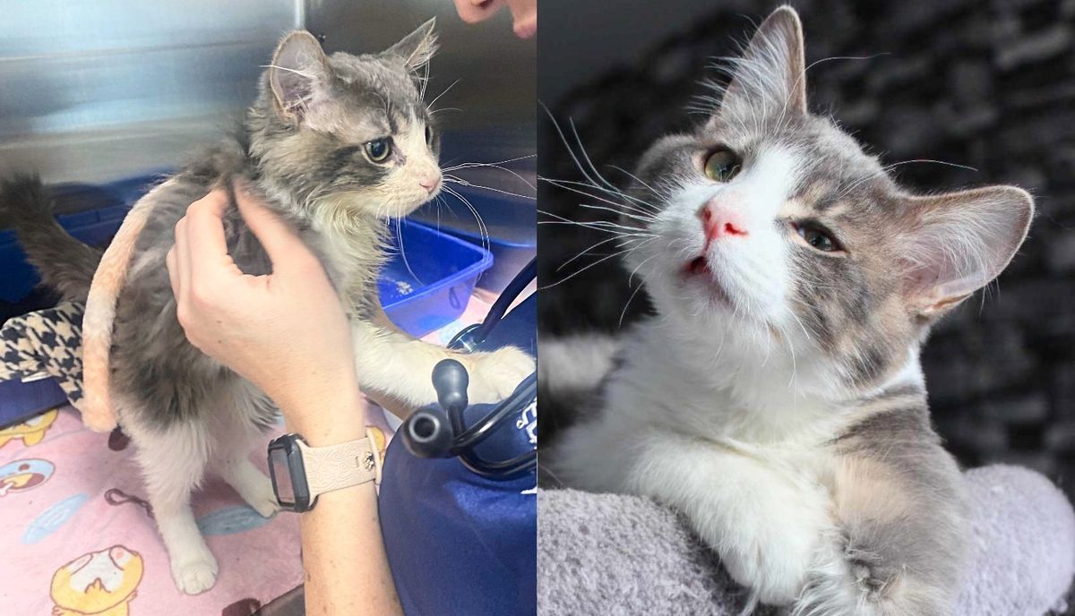 Street Kitten Faces Numerous Challenges but Begins to Thrive Thanks to Those Who Believe in Him