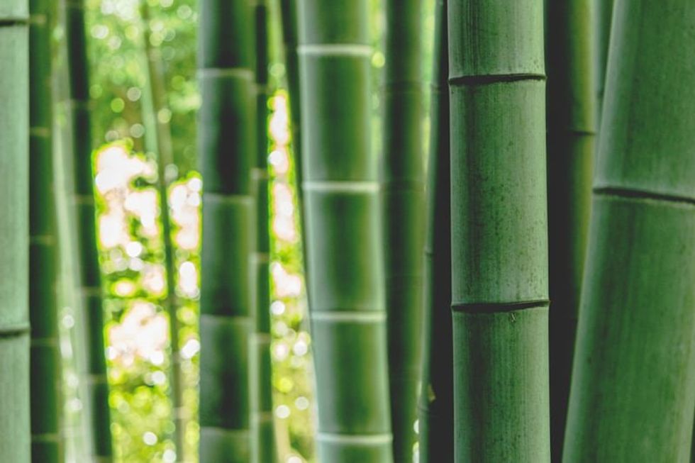 bamboo stalks