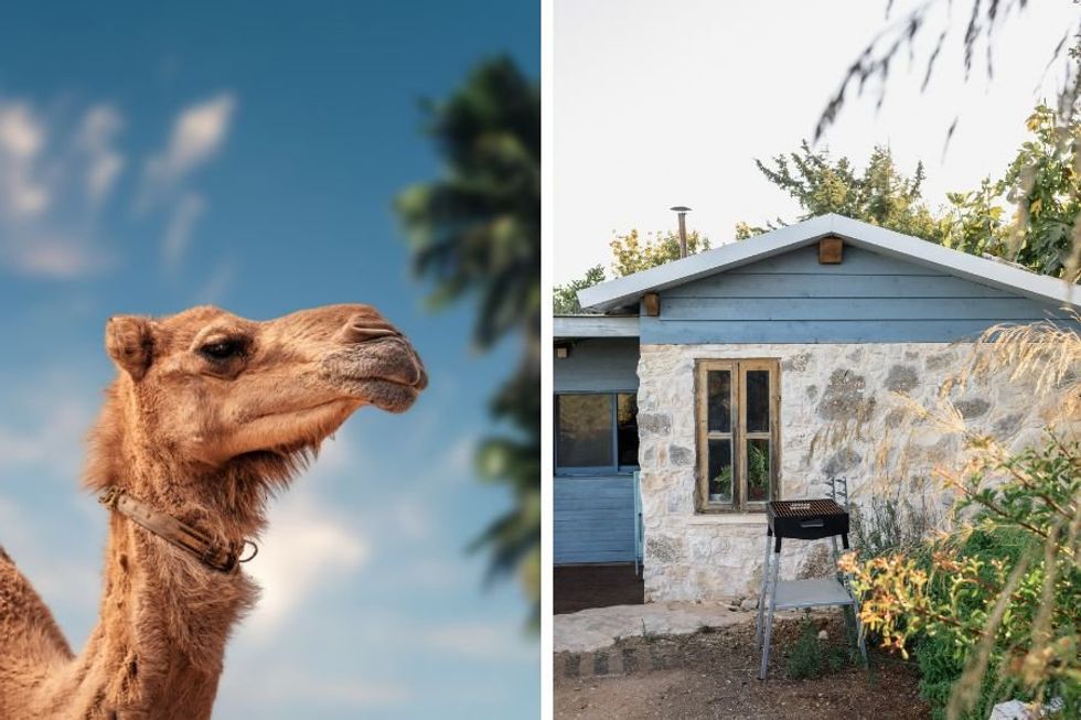 Rescue camel thinks he's a pet goat and won't stop breaking into his dad's kitchen
