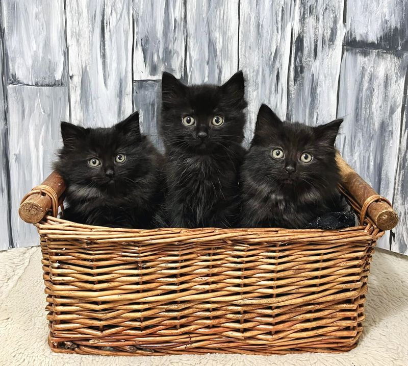 fluffy black kittens, house panther kittens