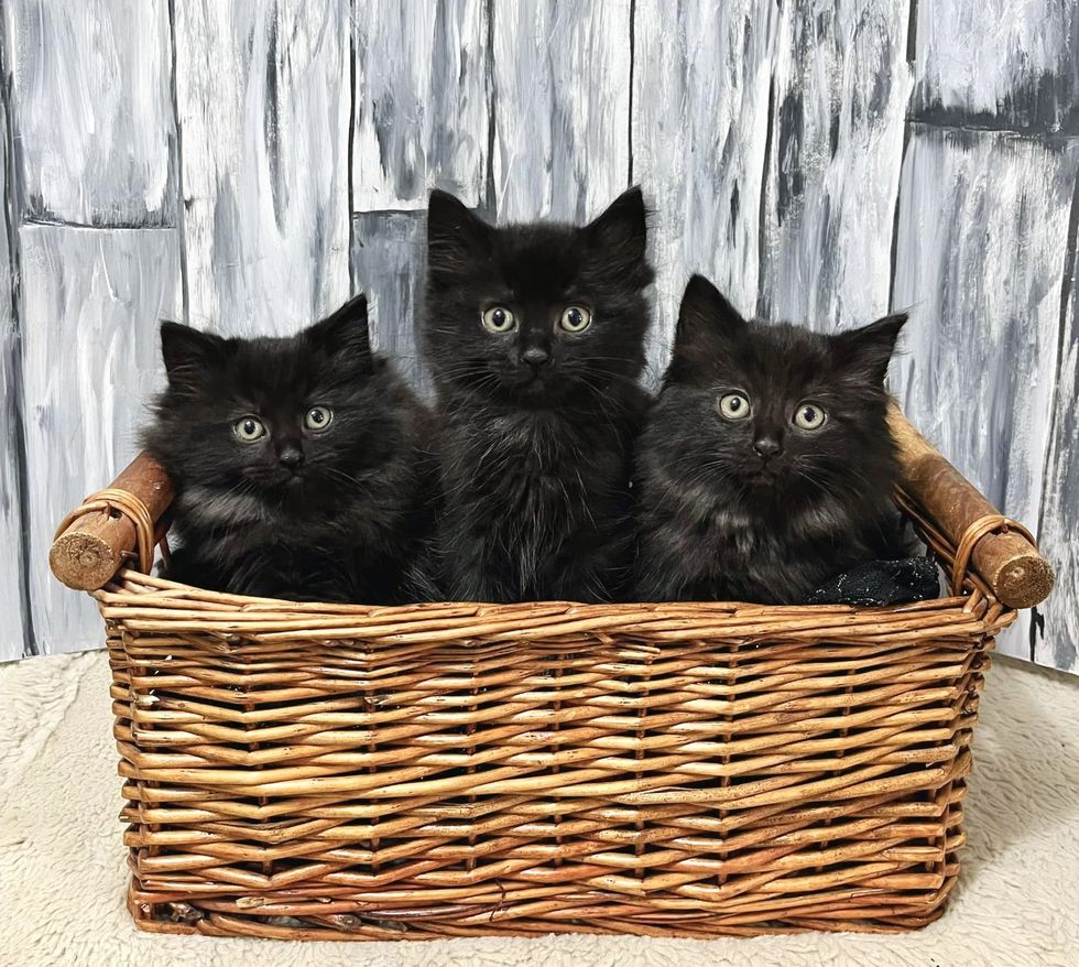 fluffy black kittens, house panther kittens