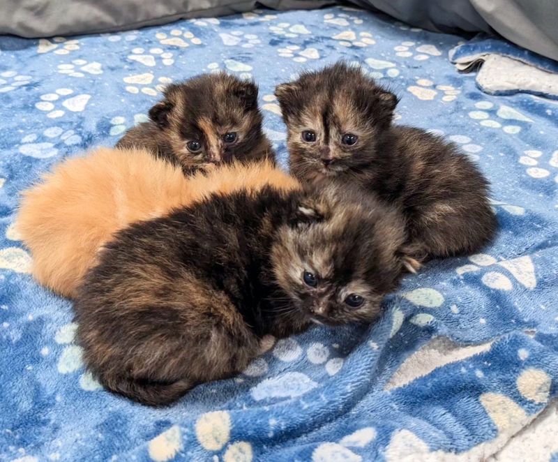 tortie kittens ginger cuddles