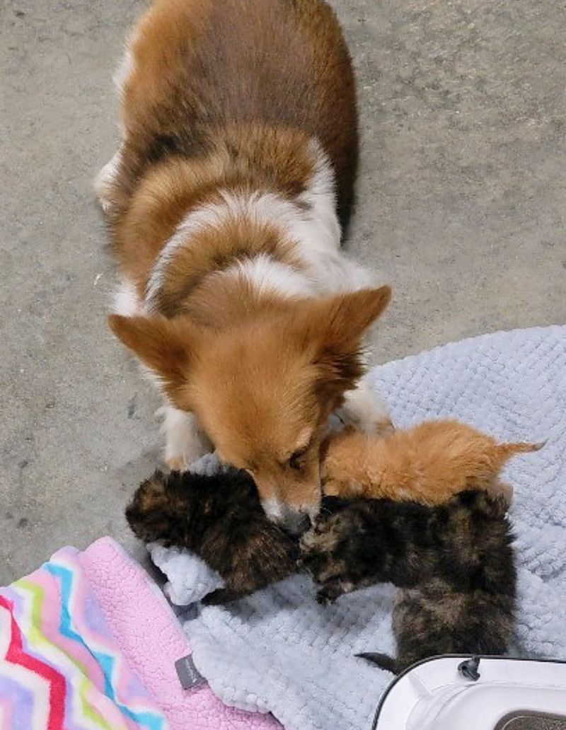 dog washing kittens