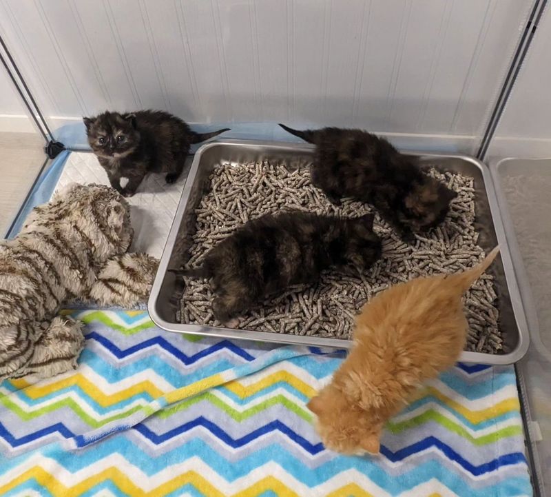 curious tiny kittens