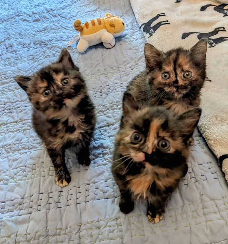 tortie kittens cute