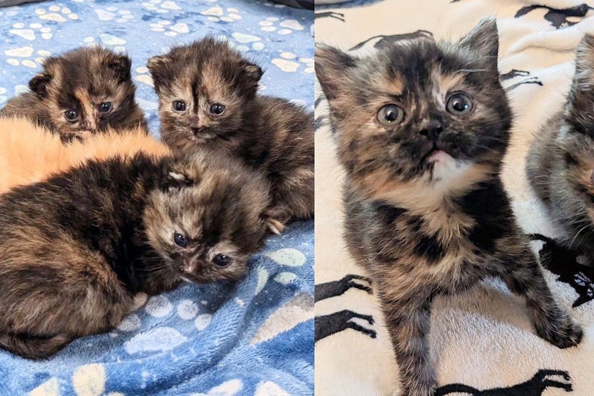 Four Kittens Born in a Garage, Their Lives Completely Change When Kind People Open Their Homes to Them