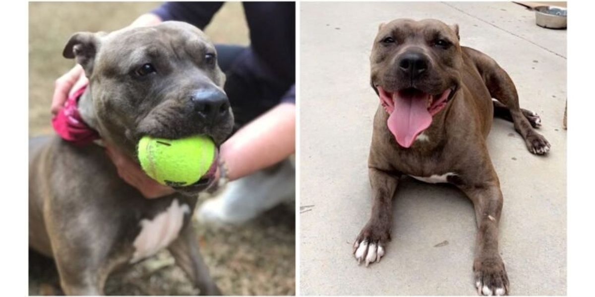 Pit Bull rescued from high-kill shelter needs a furever home - Upworthy