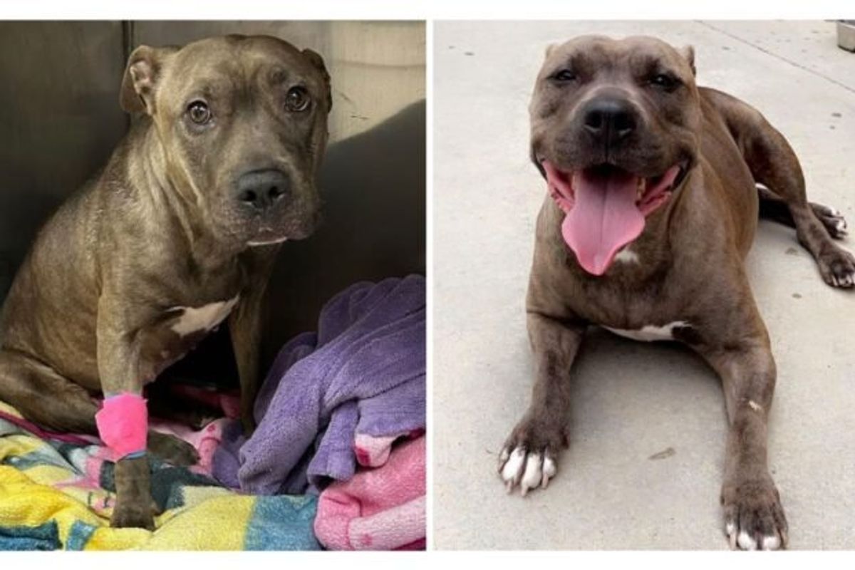 brown pitbull