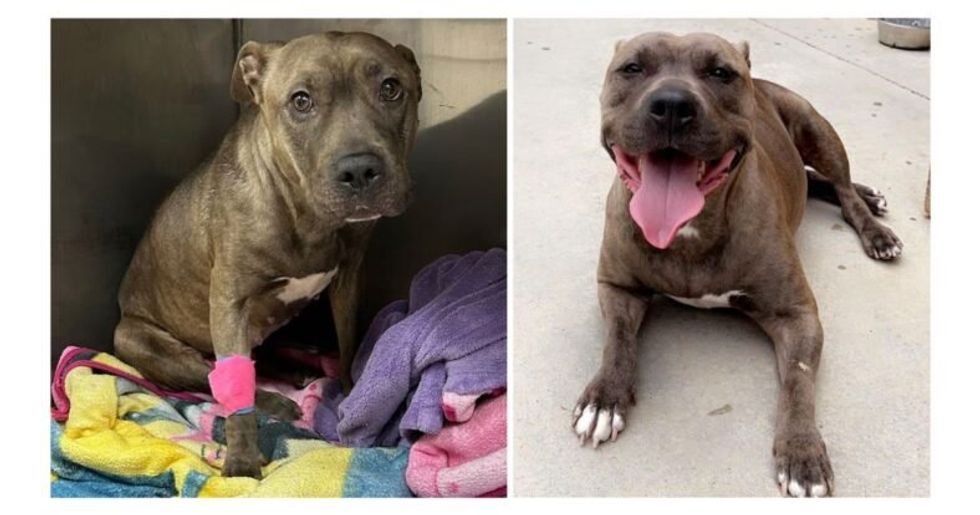 Pit Bull rescued from high-kill shelter is running out of time to find a furever family