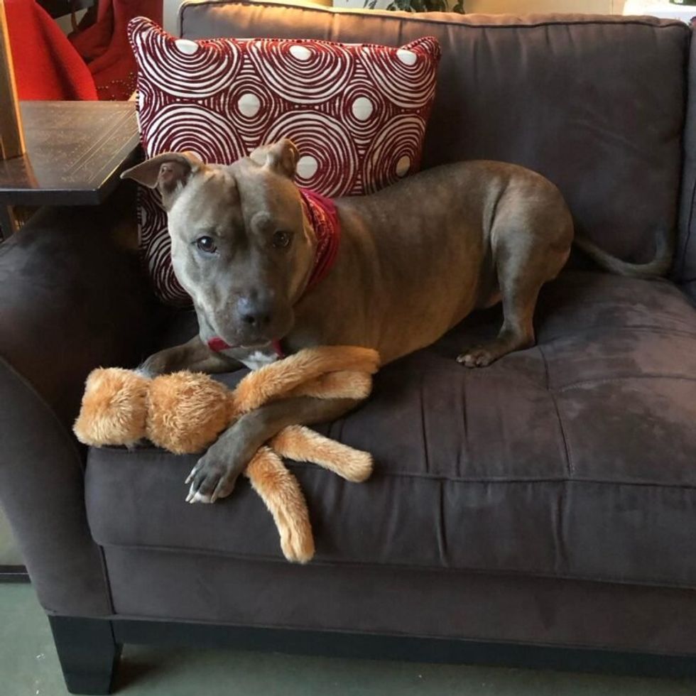 dog on a sofa with a stuffed toy