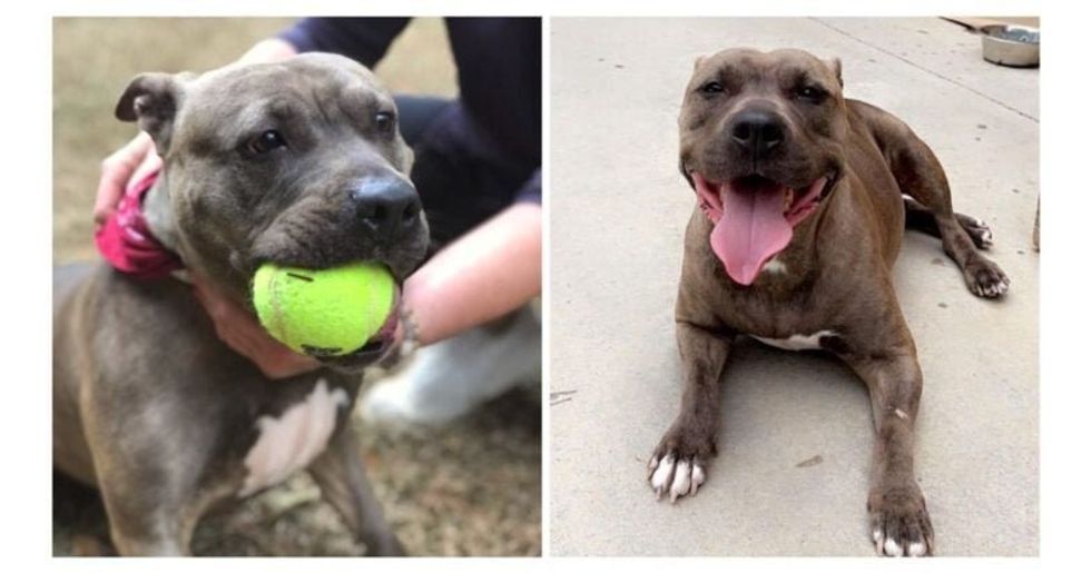 dog with a tennis ball in her mouth